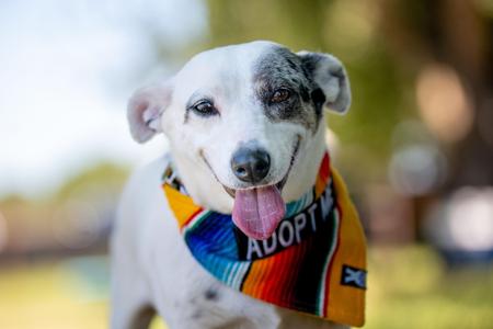 Luna, Dachshund / Terrier, adult, available for adoption
