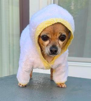 a small dog wearing a white and yellow hooded outfit