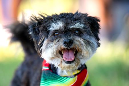 Patricio, Terrier, young, available for adoption