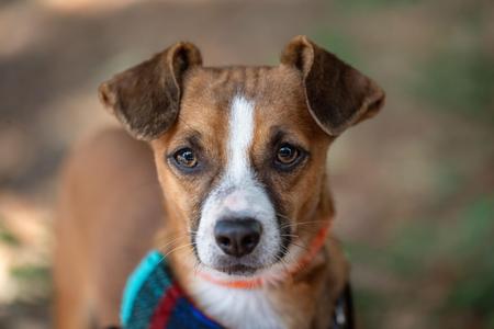 Paquito, Chihuahua / Beagle, young, available for adoption
