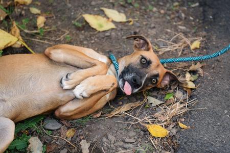Kelly, Terrier, puppy, available for adoption