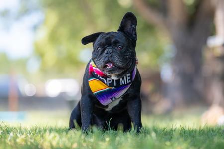 Axel, French Bulldog, adult, available for adoption