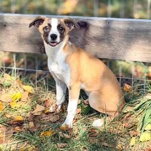 Bowie, Terrier, Jack Russell, puppy, available for adoption