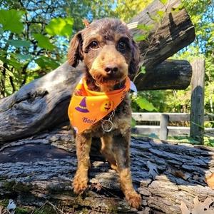 Violet, Poodle, Toy, adult, available for adoption