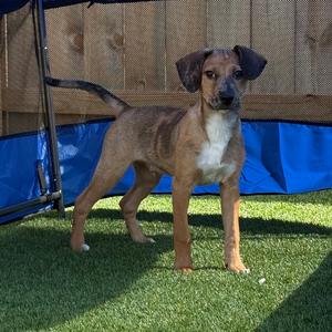 Elroy, Shepherd, puppy, available for adoption