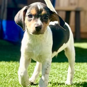 Bingo, Terrier, Jack Russell, puppy, available for adoption