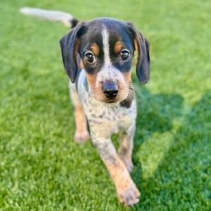 A cute puppy with a black, brown, and white coat walking on a grassy field.