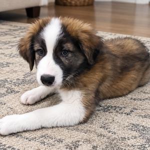 Brioche, Pyrenees, Great, puppy, available for adoption