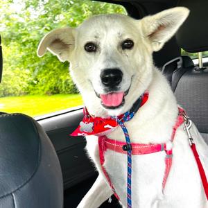 Claire, Pyrenees, Great, adult, available for adoption