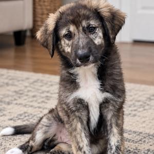 Brie, Pyrenees, Great, puppy, available for adoption