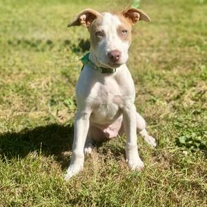 Carl, Terrier, puppy, available for adoption