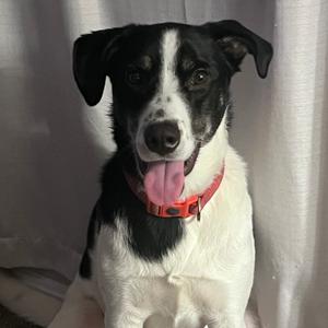 Ollie, Shepherd, adult, available for adoption