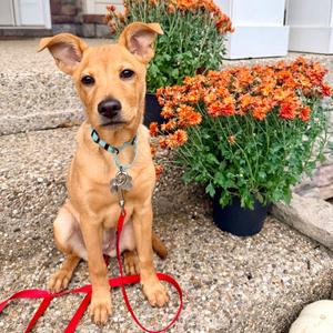 Margo, Retriever, Labrador, puppy, available for adoption