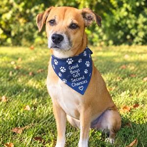 Milano, Terrier, Border, adult, available for adoption