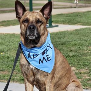 NICO - Paws Behind Bars Trained, Shepherd, German, senior, available for adoption