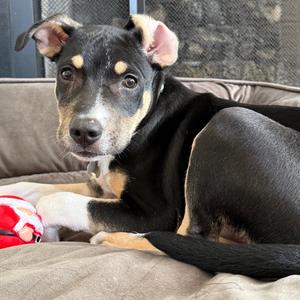 Dakota, Mountain Cur, puppy, available for adoption