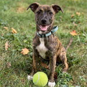 A brindle puppy with a white chest and paws is sitting on grass, wearing a green collar, and looking at the camera with its mouth open. A yellow tennis ball is in front of the puppy.