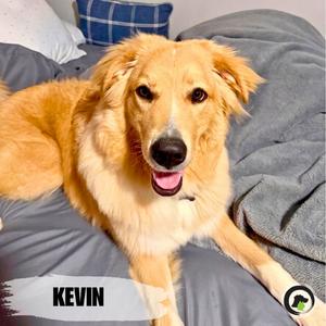 Kevin, Retriever, Golden, adult, available for adoption