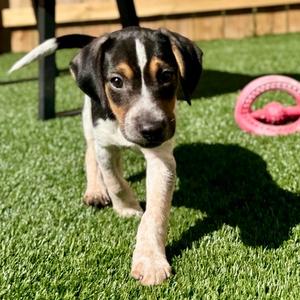 Rusty, Terrier, Jack Russell, puppy, available for adoption