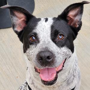 Lennox, American Blue Heeler, adult, available for adoption