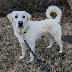 Bear, Pyrenees, Great, adult, available for adoption