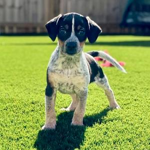 Bluey, Terrier, Jack Russell, puppy, available for adoption