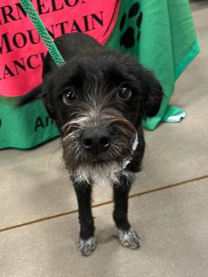 Curly, Terrier Mix, young, available for adoption