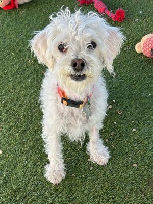 Chirra, Poodle - Miniature and Shih Tzu, young, available for adoption