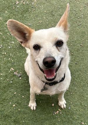 A white dog with tan ears is sitting on a green surface, looking up at the camera with its mouth open and tongue slightly out.