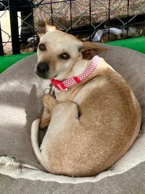 Cherry, Chihuahua - Smooth Coated Mix, adult, available for adoption
