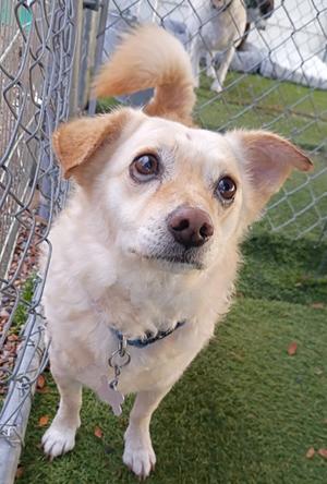 A light-colored dog with floppy ears and a wagging tail stands on a grassy area behind a chain-link fence. The dog is wearing a collar with a tag and looks directly at the camera with a curious expression.