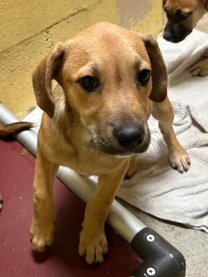 Marie, German Shepherd Dog Mix, puppy, available for adoption