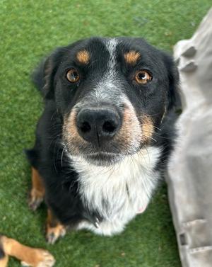 Lily, Border Collie Mix, adult, available for adoption