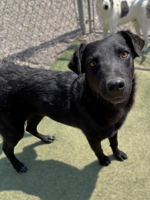 Bowsette, Border Collie Mix, young, available for adoption