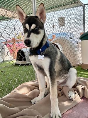 Robin, Alaskan Husky Mix, puppy, available for adoption