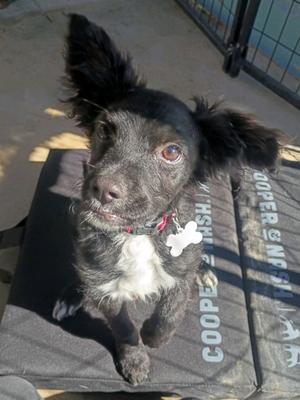 A black and white dog with floppy ears sitting on a mat with the words "COOPER & WISH" printed on it.