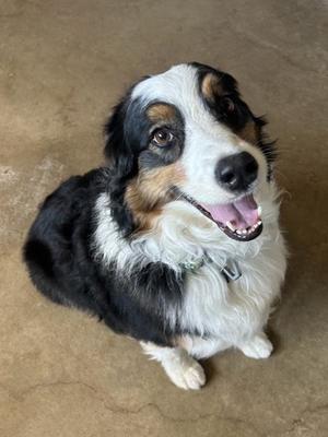 Maverick, Australian Shepherd, adult, available for adoption