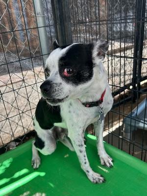 Morty, Boston Terrier and Chihuahua - Smooth Coated, adult, available for adoption