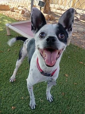 A black and white dog with a red collar is standing on a green artificial turf, looking up with its mouth open and tongue out.