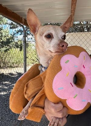 Rocko, Chihuahua - Smooth Coated Mix, senior, available for adoption