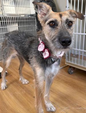 Amelia, Terrier Mix, adult, available for adoption