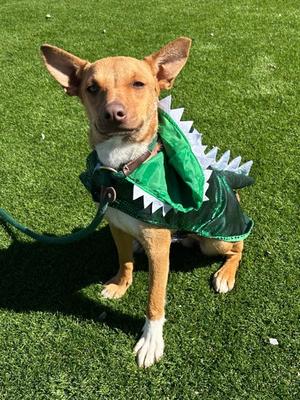 Honey, German Shepherd Dog Mix, young, available for adoption