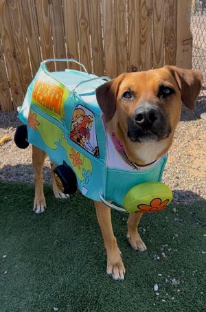 Mack, German Shepherd Dog Mix, adult, available for adoption