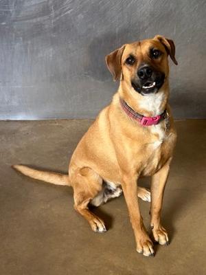 Mack, German Shepherd Dog Mix, adult, available for adoption