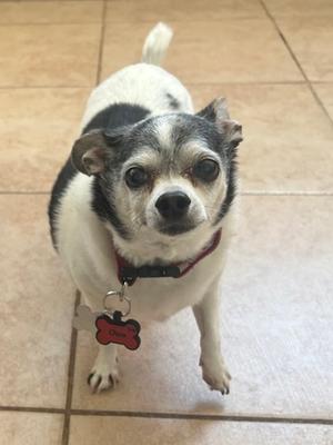 Oreo, Chihuahua - Smooth Coated Mix, senior, available for adoption