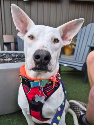 Bolt, Pit Bull Terrier Mix, young, available for adoption
