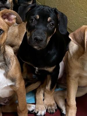 Matthew, German Shepherd Dog Mix, puppy, available for adoption