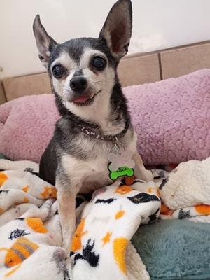 Chico, Chihuahua - Smooth Coated Mix, senior, available for adoption
