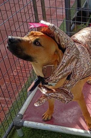 Jameson, Black Mouth Cur Mix, adult, available for adoption