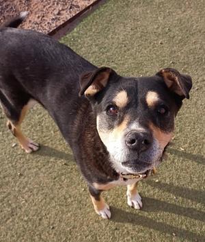black and brown dog standing on grass